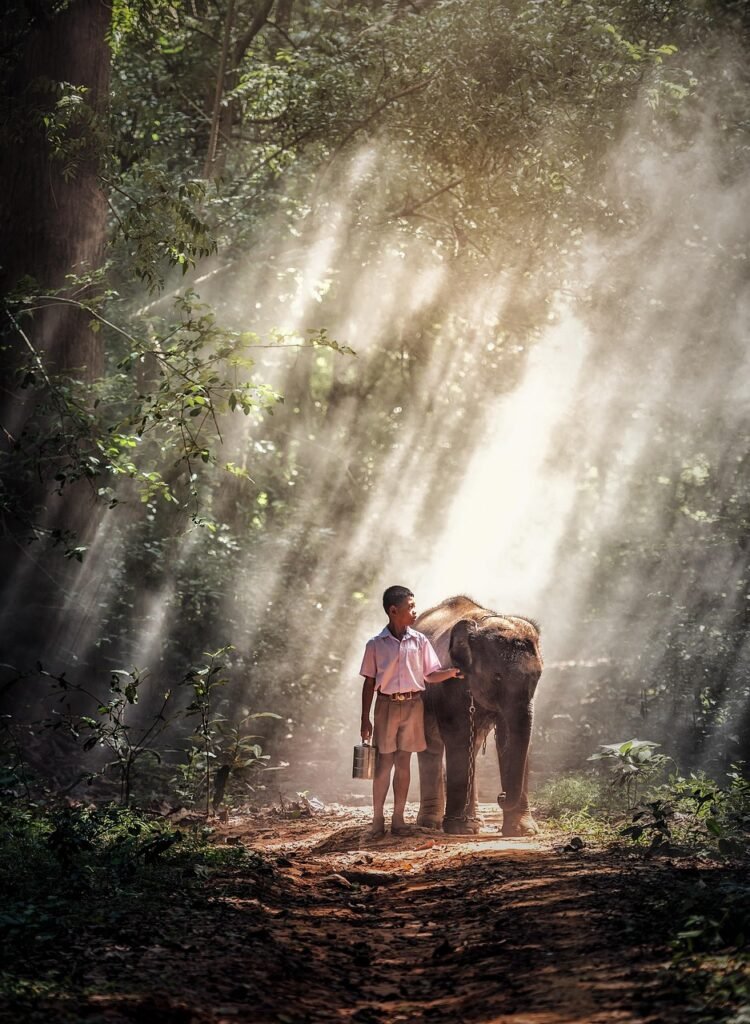 elephant, boy, kid, animal, asia, wild animal, calf, elephant calf, pachyderm, wilderness, animal world, forest, mammal, thailand, nature, pathway, sunrays, jungle, elephant, elephant, elephant, jungle, jungle, jungle, jungle, jungle
